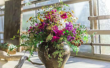 So bleiben Schnittblumen länger frisch - (c) Foto: Manuel Peric So bleiben Schnittblumen länger frisch