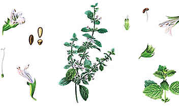 Melisse gegen Herpes und Einschlafprobleme - (c) Illustration: Andreas Leitner Melisse gegen Herpes und Einschlafprobleme
