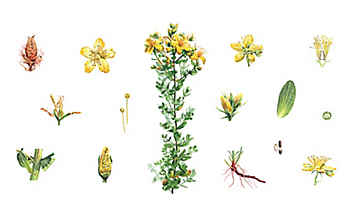 Johanniskraut sorgt für sonnigere Gedanken - (c) Illustration: Andreas Leitner Johanniskraut sorgt für sonnigere Gedanken