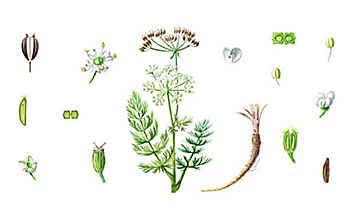 Kümmel hilft dem Bauch - (c) Illustration: Andreas Leitner Kümmel hilft dem Bauch