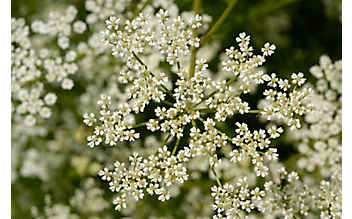 Kümmel hilft dem Bauch - (c) Foto: Mauritius Images Kümmel hilft dem Bauch