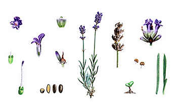 Lavendel sorgt für Entspannung und guten Schlaf - (c) Illustration: Andreas Leitner Lavendel sorgt für Entspannung und guten Schlaf