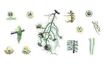 Bartflechte: Das natürliche Antibiotikum - (c) Illustration: Andreas Leitner Bartflechte: Das natürliche Antibiotikum