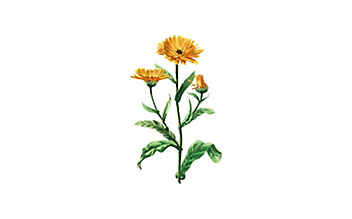 Die Ringelblume beruhigt gereizte Haut und hilft bei der Wundheilung - (c) Illustration: Andreas Leitner Die Ringelblume beruhigt gereizte Haut und hilft bei der Wundheilung