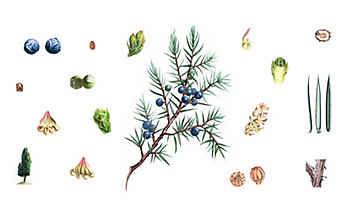 Wacholder entwässert, entkrampft und reinigt das Blut - (c) Illustration: Andreas Leitner Wacholder entwässert, entkrampft und reinigt das Blut