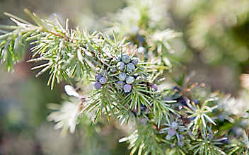 Wacholder entwässert, entkrampft und reinigt das Blut - (c) Foto: Tobias Gerber Wacholder entwässert, entkrampft und reinigt das Blut