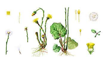Huflattich lindert Hustenreiz - (c) Illustration: Andreas Leitner Huflattich lindert Hustenreiz