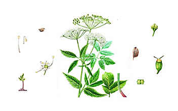 Giersch hilft gegen Gicht - (c) Illustration: Andreas Leitner Giersch hilft gegen Gicht