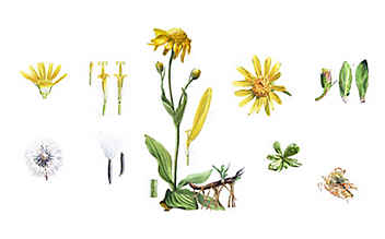 Arnika: Die Schmerzstillerin aus der Natur - (c) Illustration: Andreas Leitner Arnika: Die Schmerzstillerin aus der Natur