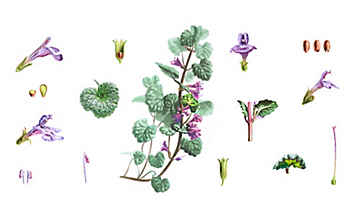 Entschlacken mit Gundelrebe - (c) Illustration: Andreas Leitner Entschlacken mit Gundelrebe