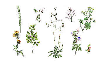 Heublumen gegen Stress - (c) Illustration: Andreas Leitner Heublumen gegen Stress