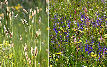 Heublumen gegen Stress - (c) Foto: Mauritius Images Heublumen gegen Stress