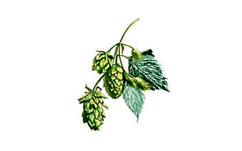 Besser schlafen mit Hopfen - (c) Illustration: Andreas Leitner Besser schlafen mit Hopfen