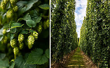 Besser schlafen mit Hopfen - (c) Foto: Michael Reidinger Besser schlafen mit Hopfen