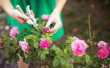 März-Gartentipp Nr. 1: Rosen richtig schneiden - (c) Foto: Thinkstock März-Gartentipp Nr. 1: Rosen richtig schneiden