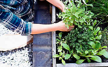 März-Gartentipp Nr. 4: Kräuterbeet richtig anlegen - (c) Foto: Mauritius Images März-Gartentipp Nr. 4: Kräuterbeet richtig anlegen