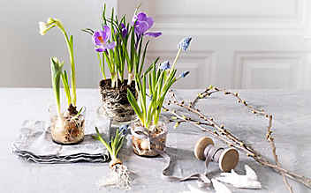Februar-Gartentipp Nr. 5: Zwiebelblumen „retten“ - (c) Foto: Konrad Limbeck Februar-Gartentipp Nr. 5: Zwiebelblumen „retten“