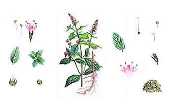 Pfefferminze erfrischt den Körper und lindert Übelkeit - (c) Illustration: Andreas Leitner Pfefferminze erfrischt den Körper und lindert Übelkeit