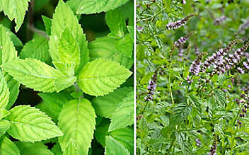 Pfefferminze erfrischt den Körper und lindert Übelkeit - (c) Foto: Mauritius Images Pfefferminze erfrischt den Körper und lindert Übelkeit