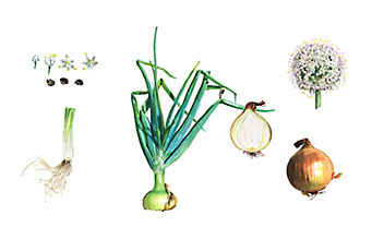 Die Zwiebel lindert Entzündungen - (c) Illustration: Andreas Leitner Die Zwiebel lindert Entzündungen
