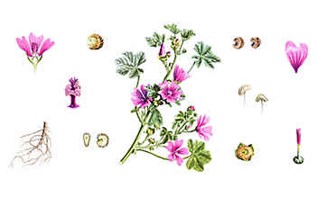 Hustenstopper Malve - (c) Illustration: andreasleitner.com Hustenstopper Malve