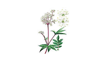 Mädesüß: das natürliche Aspirin - (c) Illustration: Andreas Leiter Mädesüß: das natürliche Aspirin