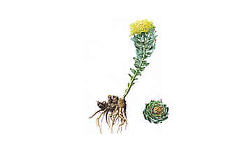 Rosenwurz: ein natürlicher Helfer gegen Stress - (c) Illustration: andreasleitner.com Rosenwurz: ein natürlicher Helfer gegen Stress