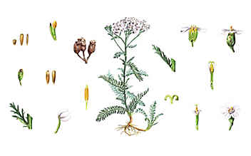 Sanft lindert die Schafgarbe Frauenleiden - (c) Illustration: Andreas Leitner Sanft lindert die Schafgarbe Frauenleiden
