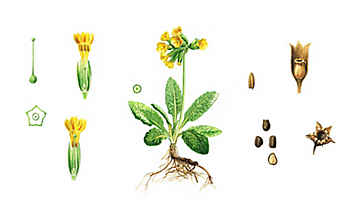 Schlüsselblume stärkt die Bronchien - (c) Illustration: Andreas Leitner Schlüsselblume stärkt die Bronchien