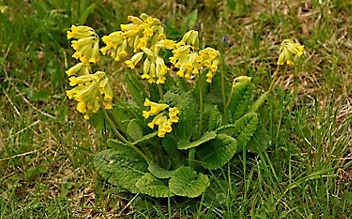 Schlüsselblume stärkt die Bronchien - (c) Foto: Mauritius Images Schlüsselblume stärkt die Bronchien