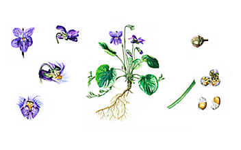 Wunderbar vielseitiges Veilchen - (c) Illustration: Andreas Leitner Wunderbar vielseitiges Veilchen