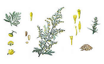 Wermut tut dem Magen gut - (c) Illustration: Andreas Leitner Wermut tut dem Magen gut