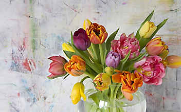 Käfers Gartentipps: Valentinstags-Blumenwissen
- (c) Foto: Mauritius Images Käfers Gartentipps: Valentinstags-Blumenwissen