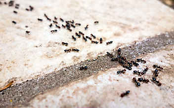 Hausmittel gegen Motten, Wespen, Fruchtfliegen und Ameisen - (c) Foto: Thinkstock Hausmittel gegen Motten, Wespen, Fruchtfliegen und Ameisen