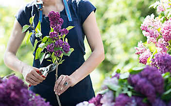 April-Gartentipp Nr. 3: Flieder richtig schneiden - (c) Foto: Mauritius Images April-Gartentipp Nr. 3: Flieder richtig schneiden