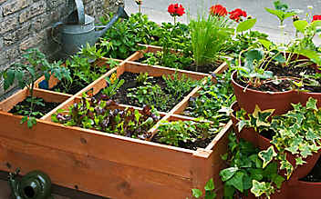 April-Gartentipp Nr. 4: Kräuter gegen Schädlinge - (c) Foto: Mauritius Images April-Gartentipp Nr. 4: Kräuter gegen Schädlinge