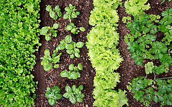 9 goldene Regeln für eine gesunde Gartenerde - (c) Foto: Thinkstock 9 goldene Regeln für eine gesunde Gartenerde