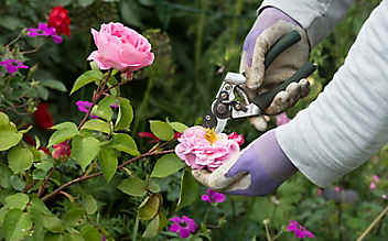 Mai-Gartentipp Nr. 5: Rosen schneiden für mehr Blüte - (c) Foto: Mauritius Images Mai-Gartentipp Nr. 5: Rosen schneiden für mehr Blüte