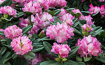 Mai-Gartentipp Nr. 6: Rhododendron in Form bringen - (c) Foto: Thinkstock Mai-Gartentipp Nr. 6: Rhododendron in Form bringen