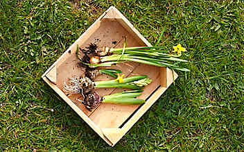 Juni-Gartentipp Nr. 1: Zwiebelblumen schlau vermehren - (c) Foto: Mauritius Images Juni-Gartentipp Nr. 1: Zwiebelblumen schlau vermehren
