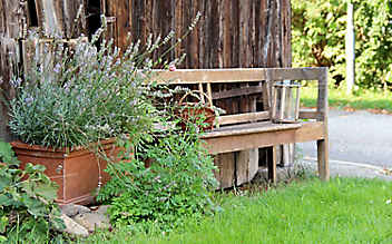Juni-Gartentipp Nr. 3: Gelsen natürlich abwehren - (c) Foto: Nicole Lautner Juni-Gartentipp Nr. 3: Gelsen natürlich abwehren