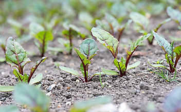 Juni-Gartentipp Nr. 4: Rote Rüben setzen - (c) Foto: Mauritius Images Juni-Gartentipp Nr. 4: Rote Rüben setzen