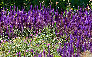 Juli-Gartentipp Nr. 1: Rückschnitt von Stauden - (c) Foto: Mauritius Images Juli-Gartentipp Nr. 1: Rückschnitt von Stauden