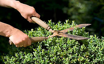 Juli-Gartentipp Nr. 2: Buchs und Liguster façonnieren - (c) Foto: Mauritius Images Juli-Gartentipp Nr. 2: Buchs und Liguster façonnieren