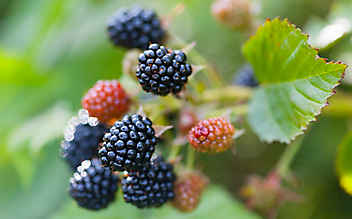 Juli-Gartentipp Nr. 4: Beerensträucher auslichten - (c) Foto: Mauritius Images Juli-Gartentipp Nr. 4: Beerensträucher auslichten