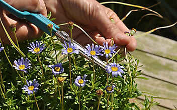 August-Gartentipp Nr. 2: Sommerpflege für Topfpflanzen - (c) Foto: Mauritius Images August-Gartentipp Nr. 2: Sommerpflege für Topfpflanzen