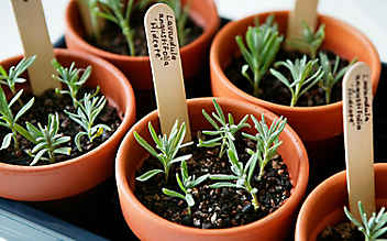 August-Gartentipp Nr. 3: Lavendel vermehren - (c) Foto: Mauritius Images August-Gartentipp Nr. 3: Lavendel vermehren