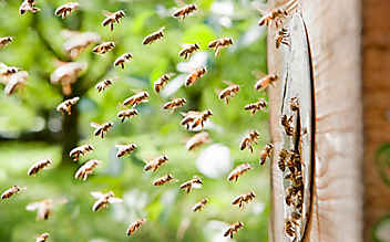 Schnelle Hilfe bei Insektenstichen und Verletzungen durch Pflanzen - (c) Foto: Tobias Gerber Schnelle Hilfe bei Insektenstichen und Verletzungen durch Pflanzen