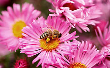Einen Garten für Bienen anlegen - (c) Foto: Luana Baumann-Fonseca Einen Garten für Bienen anlegen