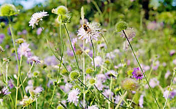 Blumenwiese statt Rasen - (c) Foto: Mauritius Images Blumenwiese statt Rasen